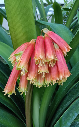 Clivia robusta Clivia robusta
