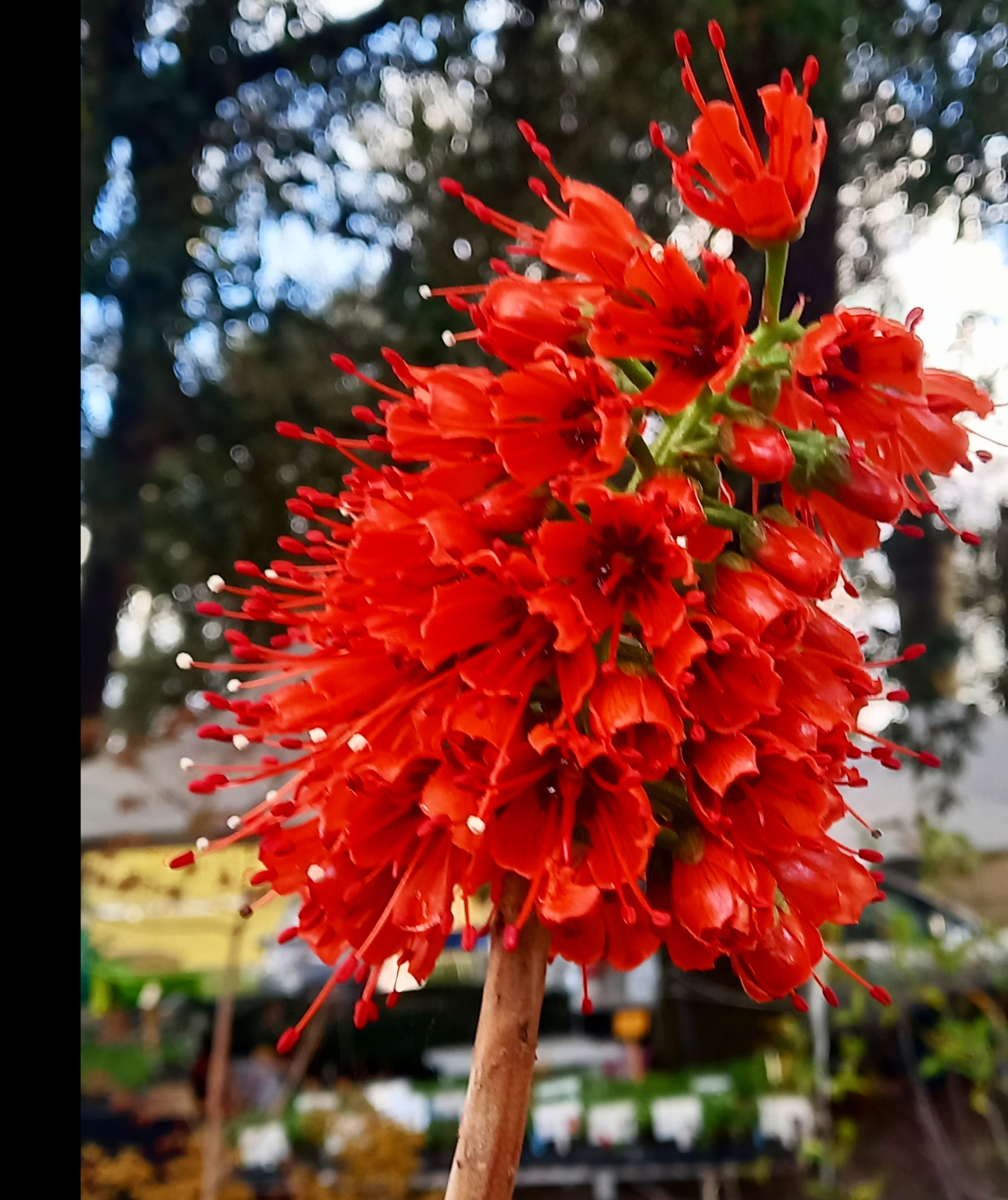 Greya sutherlandii Greya sutherlandii