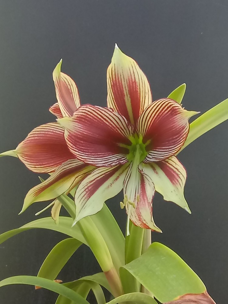 Hippeastrum papilio 1 Hippeastrum papilio 1