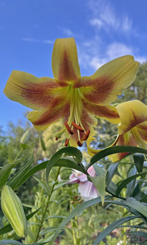 LILIUM TRUMPET 001.jpeg LILIUM TRUMPET 001.jpeg