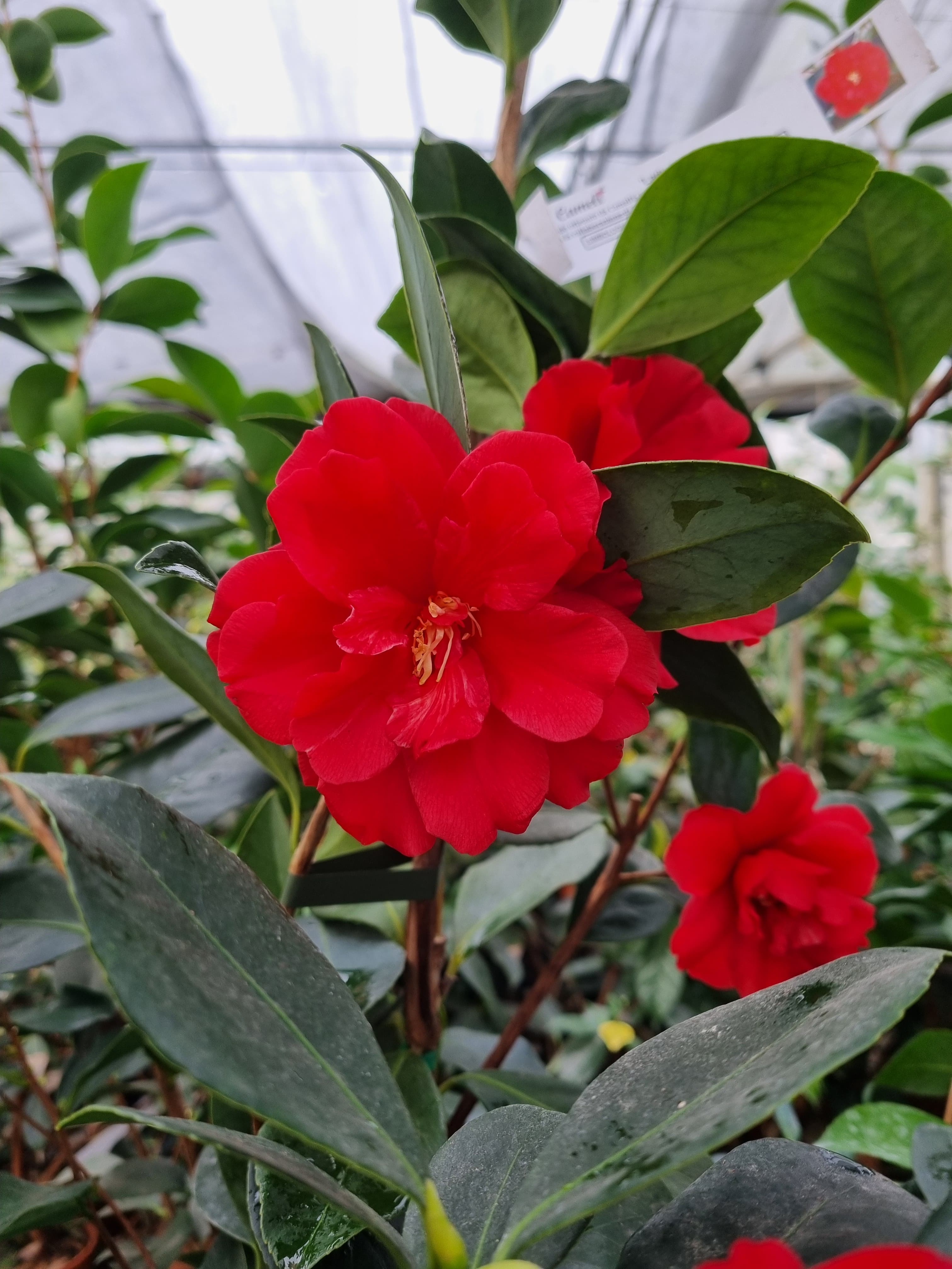 Lady Anna (1) (1) Lady Anna (1) (1)