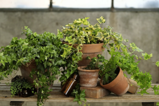 PIANTE2024_Hedera_Vivaio GEA PIANTE2024_Hedera_Vivaio GEA