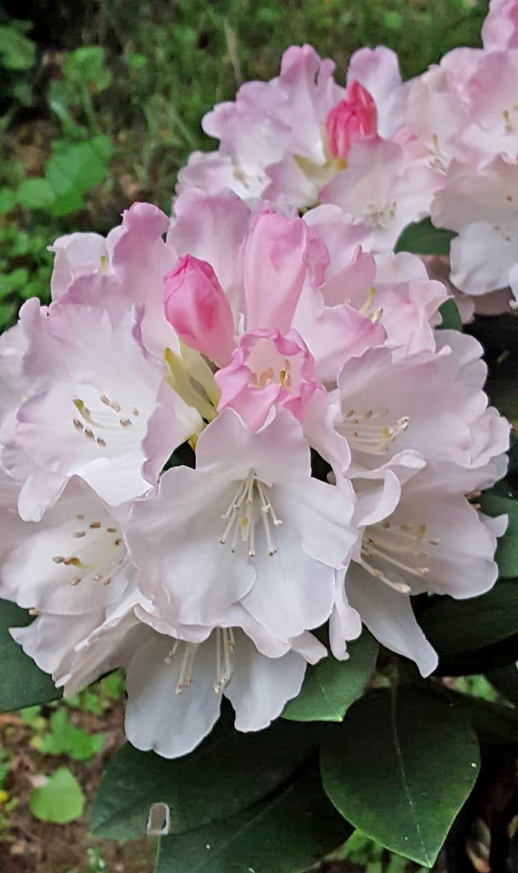 RHODODENDRON DREAMLAND 001 RHODODENDRON DREAMLAND 001