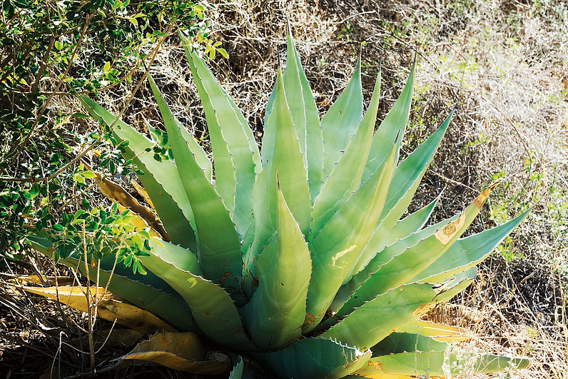 Agave Agave