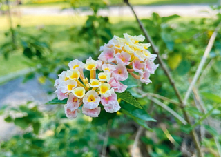 Lantana Lantana