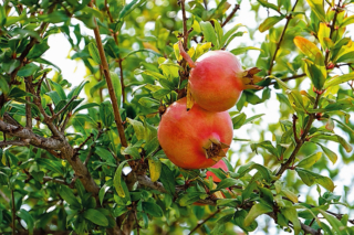 Per fruttificare il melograno ha bisogno di esposizioni calde e assolate. Per fruttificare il melograno ha bisogno di esposizioni calde e assolate.