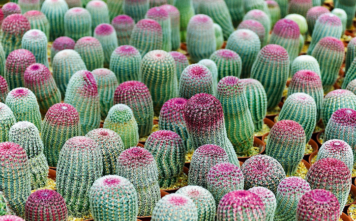 Opuntia Opuntia