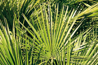 La palma è originaria di diverse aree climatiche: umide e tropicali o aride e desertiche. La palma è originaria di diverse aree climatiche: umide e tropicali o aride e desertiche.