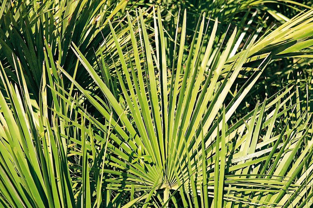 La palma è originaria di diverse aree climatiche: umide e tropicali o aride e desertiche. La palma è originaria di diverse aree climatiche: umide e tropicali o aride e desertiche.