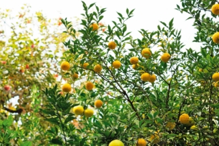 Yuzu Yuzu