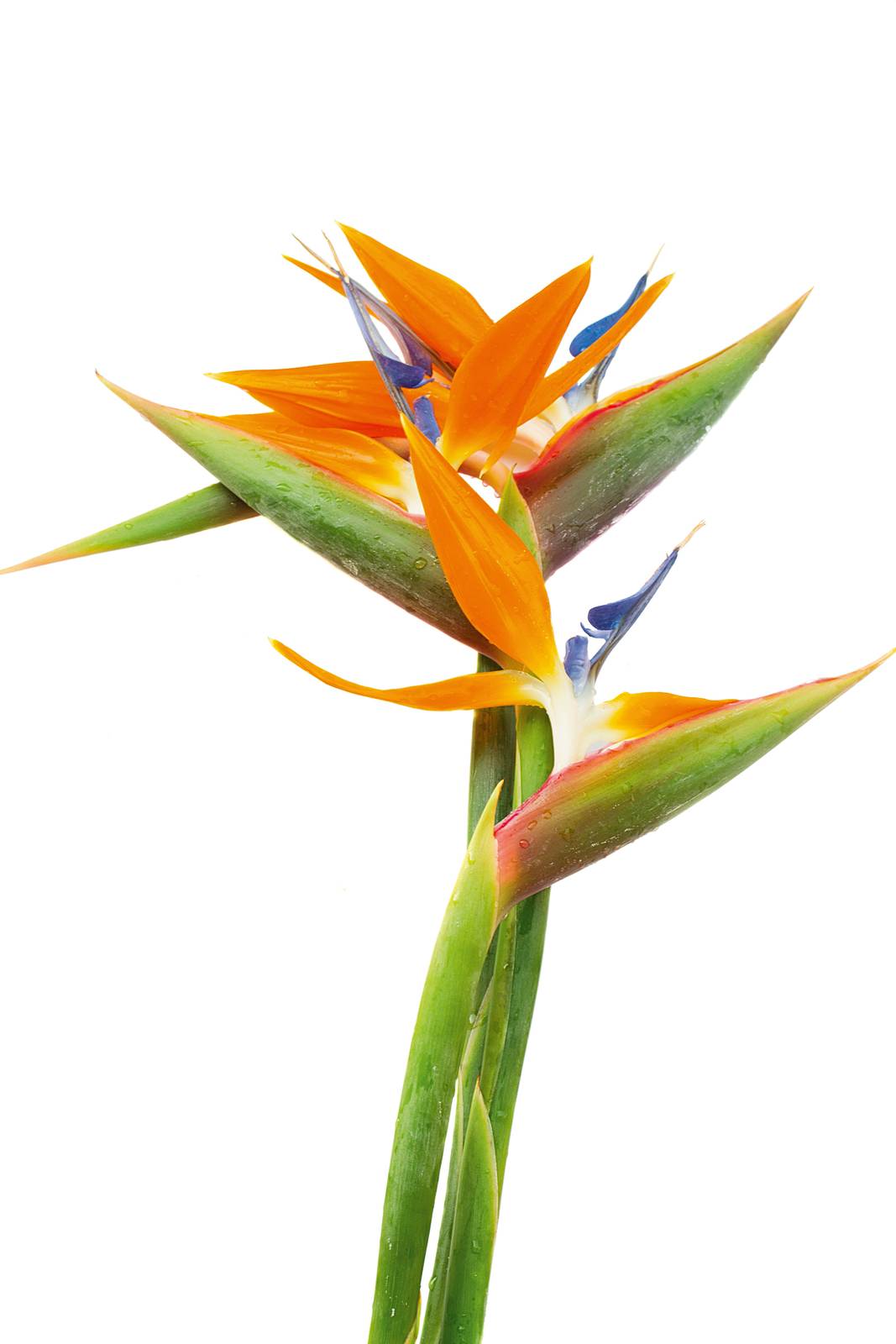 La strelitzia ama il caldo e l'umidità: due fattori da tenere ben presenti prima di procedere all'acquisto della pianta. La strelitzia ama il caldo e l'umidità: due fattori da tenere ben presenti prima di procedere all'acquisto della pianta.