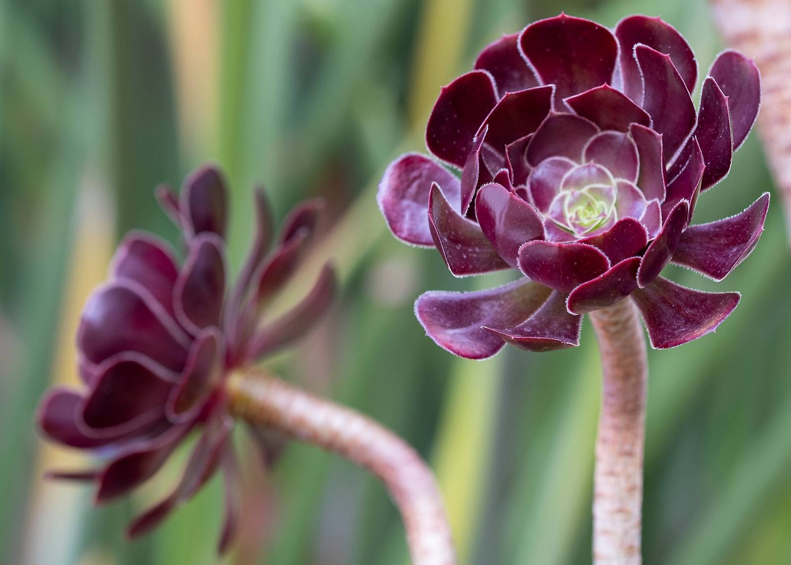 Nella foto si può vedere un aeonium arboreum varietà "Velour". Nella foto si può vedere un aeonium arboreum varietà "Velour".