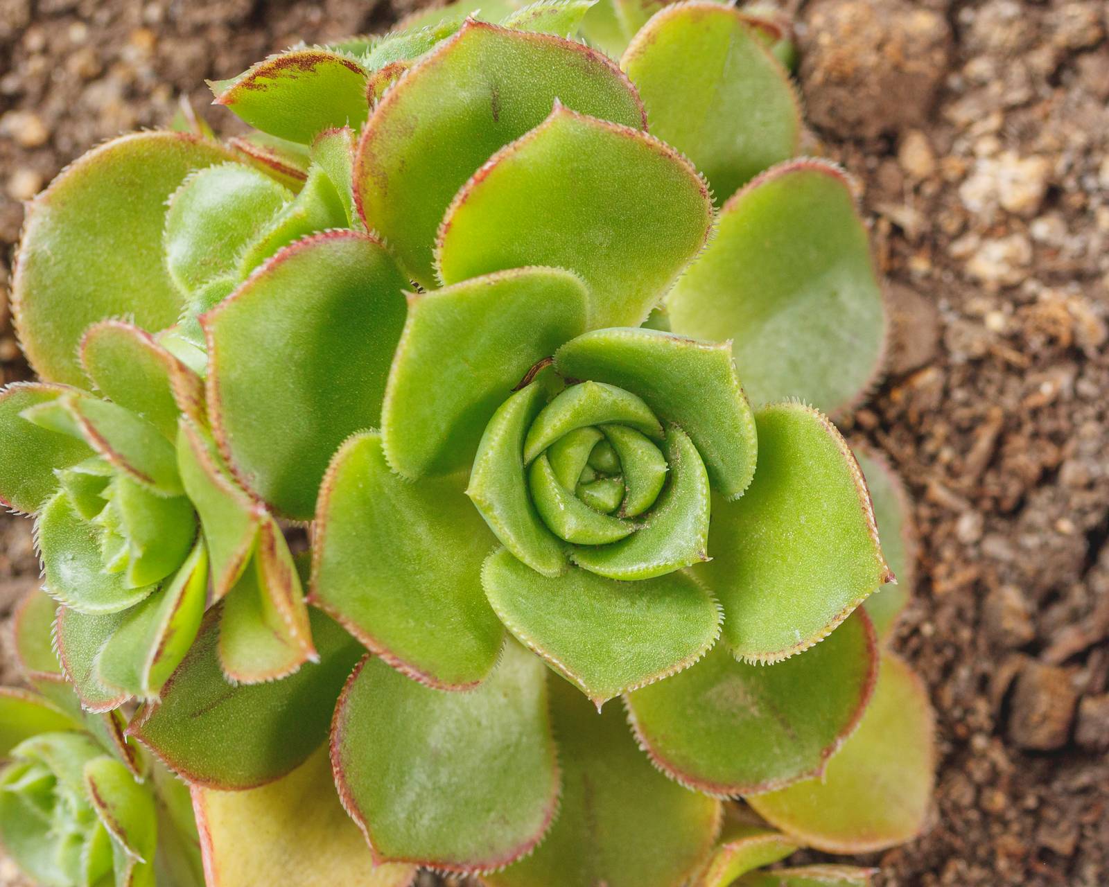 Gli aeonium amano il clima mediterraneo: non eccessivamente caldo, né troppo freddo, e con un'umidità moderata. Gli aeonium amano il clima mediterraneo: non eccessivamente caldo, né troppo freddo, e con un'umidità moderata.