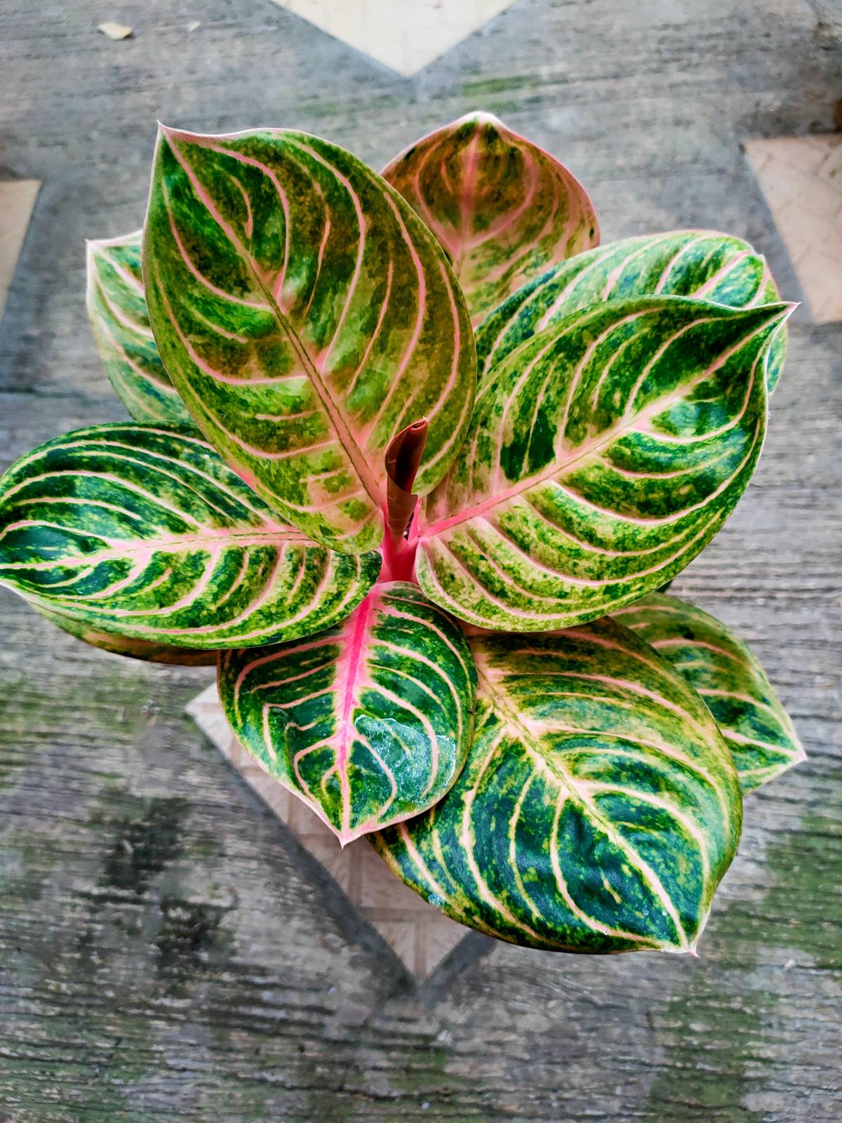 Aglaonema fiorisce di rado in casa, ma queso non toglie bellezza al suo aspetto ricco e lussureggiante. Aglaonema fiorisce di rado in casa, ma queso non toglie bellezza al suo aspetto ricco e lussureggiante.