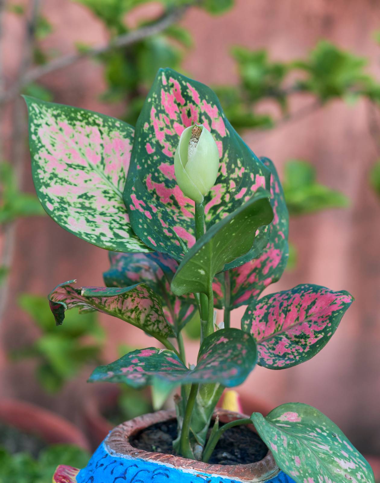 Aglaonema non va esposta al sole diretto per evitare danni e bruciature al fogliame. Aglaonema non va esposta al sole diretto per evitare danni e bruciature al fogliame.