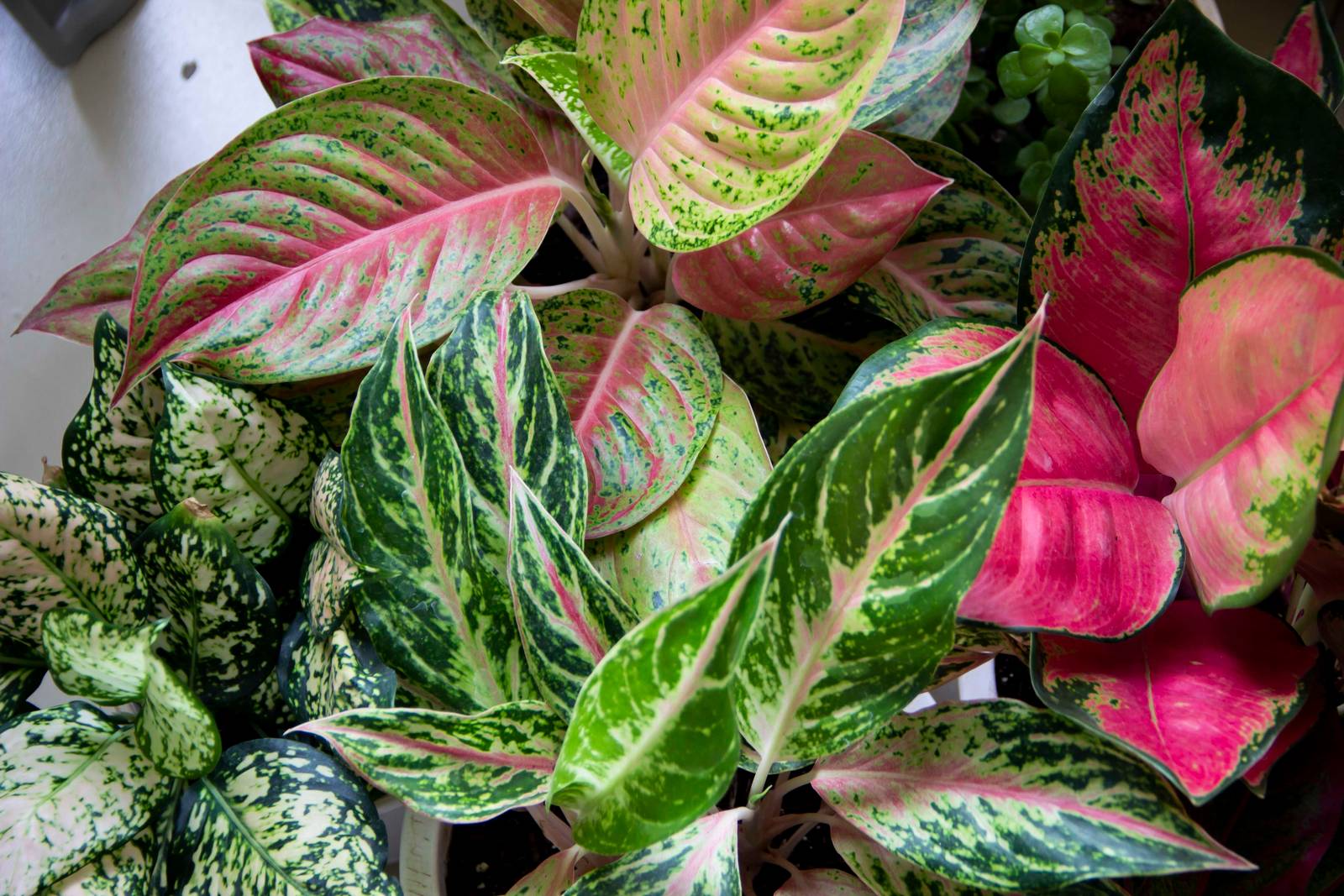 La pianta di aglaonema è in grado di assorbire gli inquinanti presenti nell’aria delle abitazioni. La pianta di aglaonema è in grado di assorbire gli inquinanti presenti nell’aria delle abitazioni.