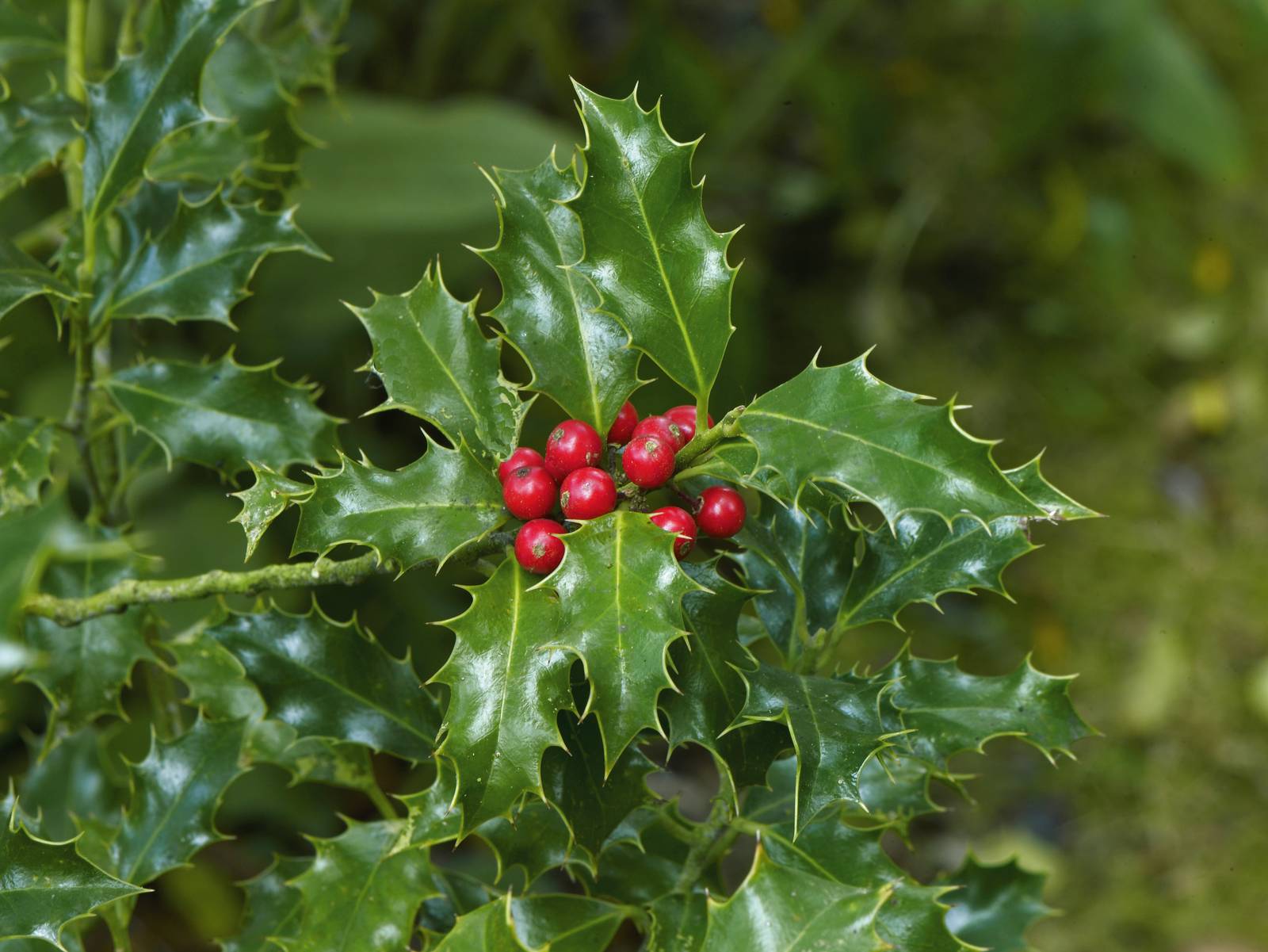 Le caratteristiche bacche rosse dell'agrifoglio, come si vede in questa varietà "Alaska", ne hanno fatto una pianta simbolo delle festività natalizie.