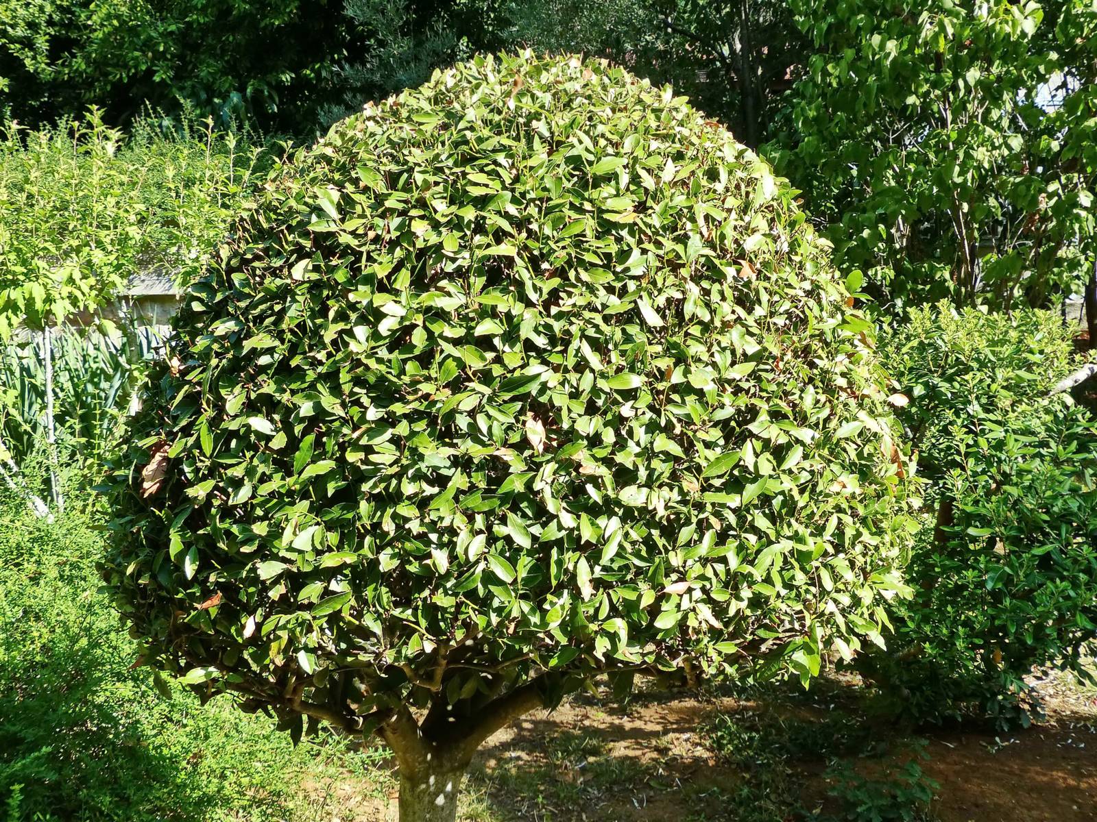 L'alloro è una pianta ricca di proprietà benefiche, tra cui: antisettiche e antiossidanti, antinfiammatorie e digestive. L'alloro è una pianta ricca di proprietà benefiche, tra cui: antisettiche e antiossidanti, antinfiammatorie e digestive.