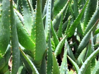 L'aloe non sopporta i ristagni d'acqua: garantirle un terreno ben drenante è fondamentale per il suo benessere. L'aloe non sopporta i ristagni d'acqua: garantirle un terreno ben drenante è fondamentale per il suo benessere.