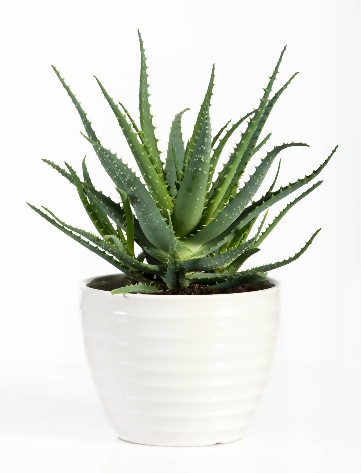 Poiché l'aloe mal tollera le temperature rigide, la sua coltivazione in vaso è obbligatoria nelle regioni settentrionali.