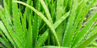 Aloe