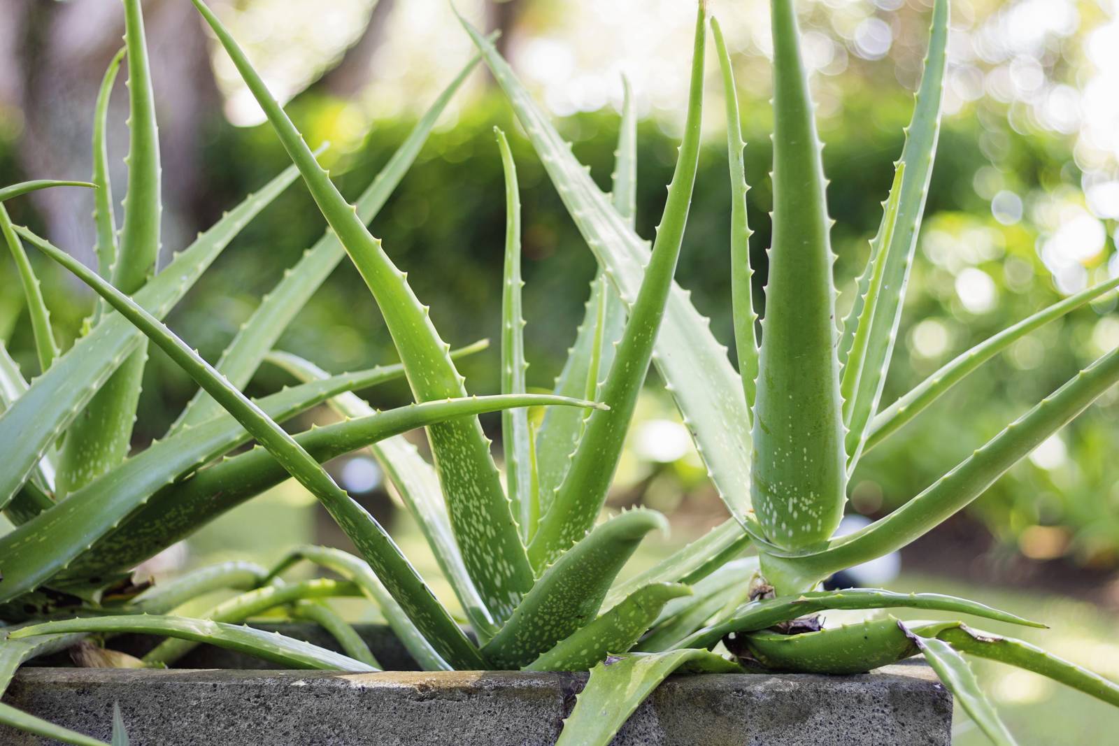 Le foglie di aloe sono lanceolate e disposte a rosetta, lunghe fino 50cm, con margine dentato.