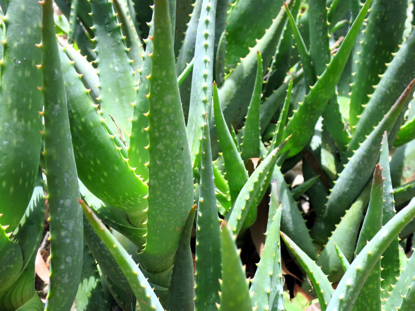 L'aloe non sopporta i ristagni d'acqua: garantirle un terreno ben drenante è fondamentale per il suo benessere.
