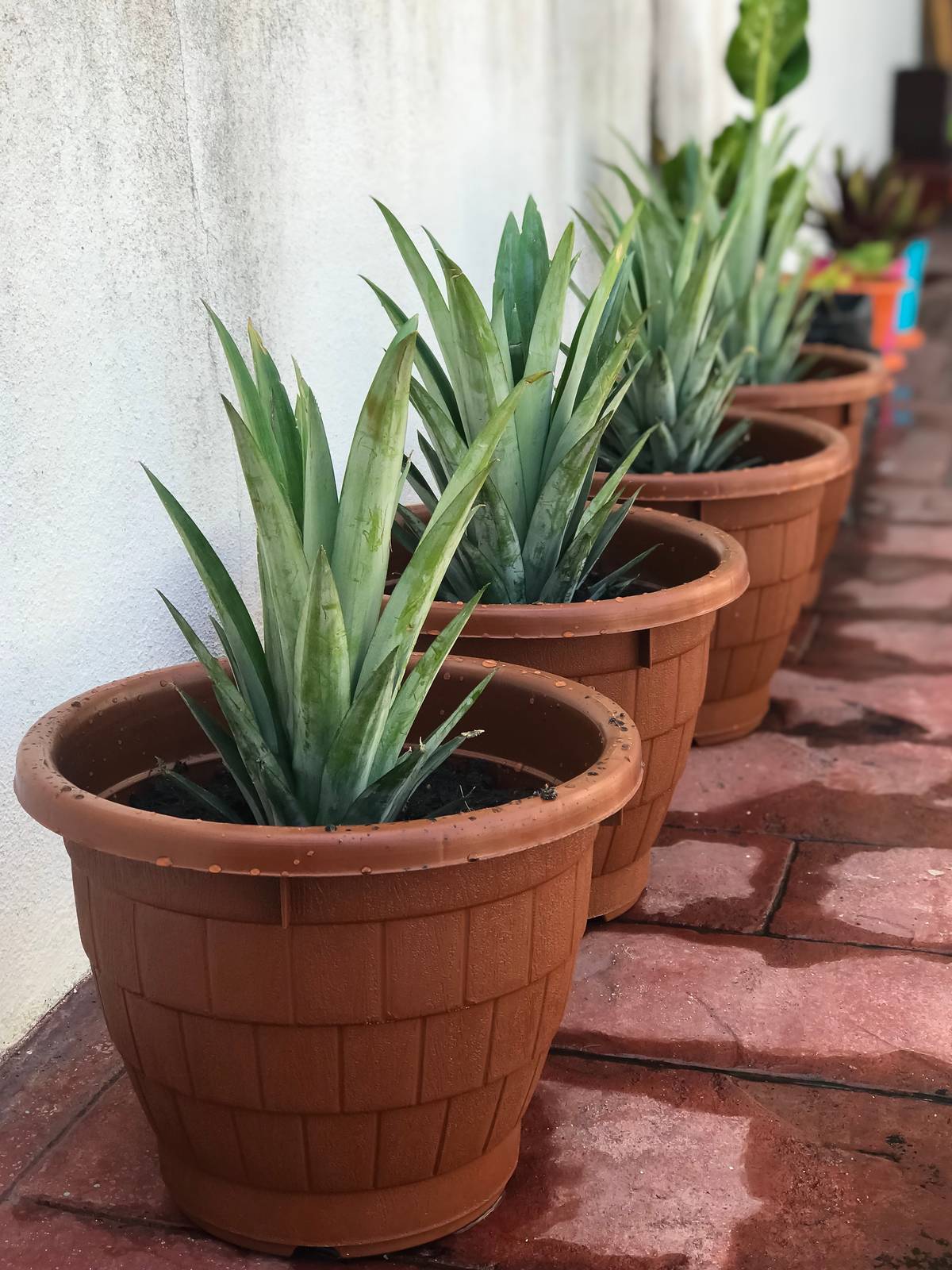 La coltivazione dell'ananas in vaso consente di riparare la pianta in caso di necessità, poiché non tollera le basse temperature.