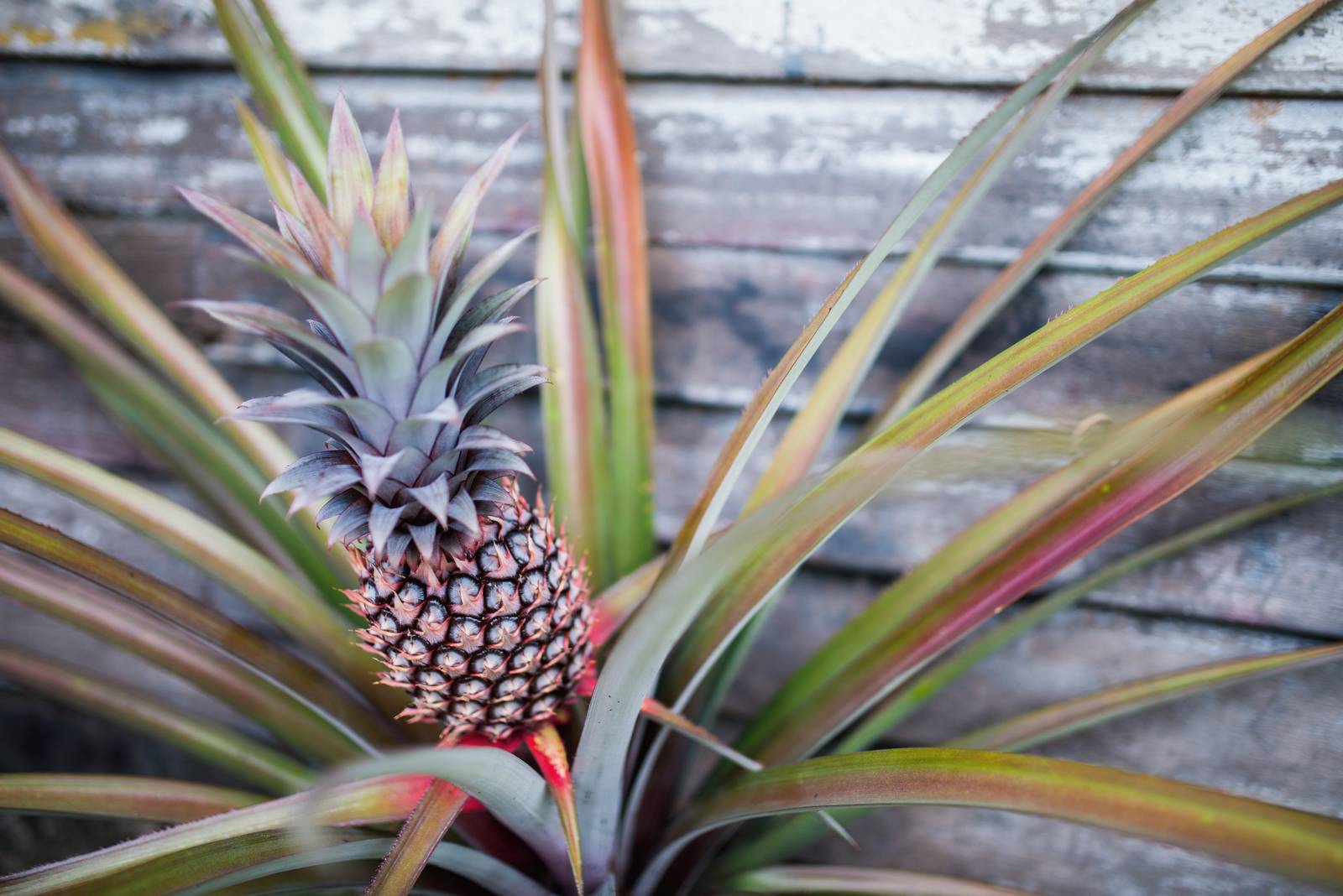 Il frutto di ananas difficilmente viene prodotto dalle piante coltivate nel nostro Paese, ma questo non toglie valore ornamentale alla specie.