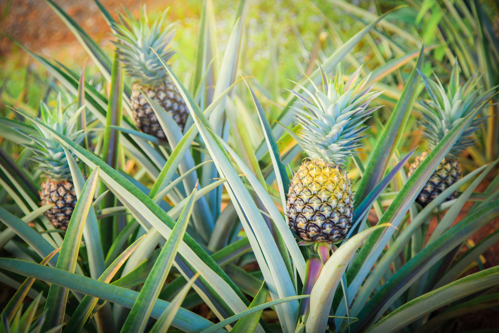 L'ananas va posto obbligatoriamente alla luce e in pieno sole per poter crescere e fruttificare.