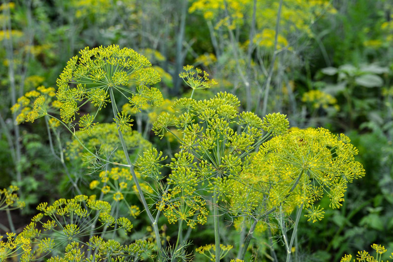 L'aneto ama il sole e il caldo.