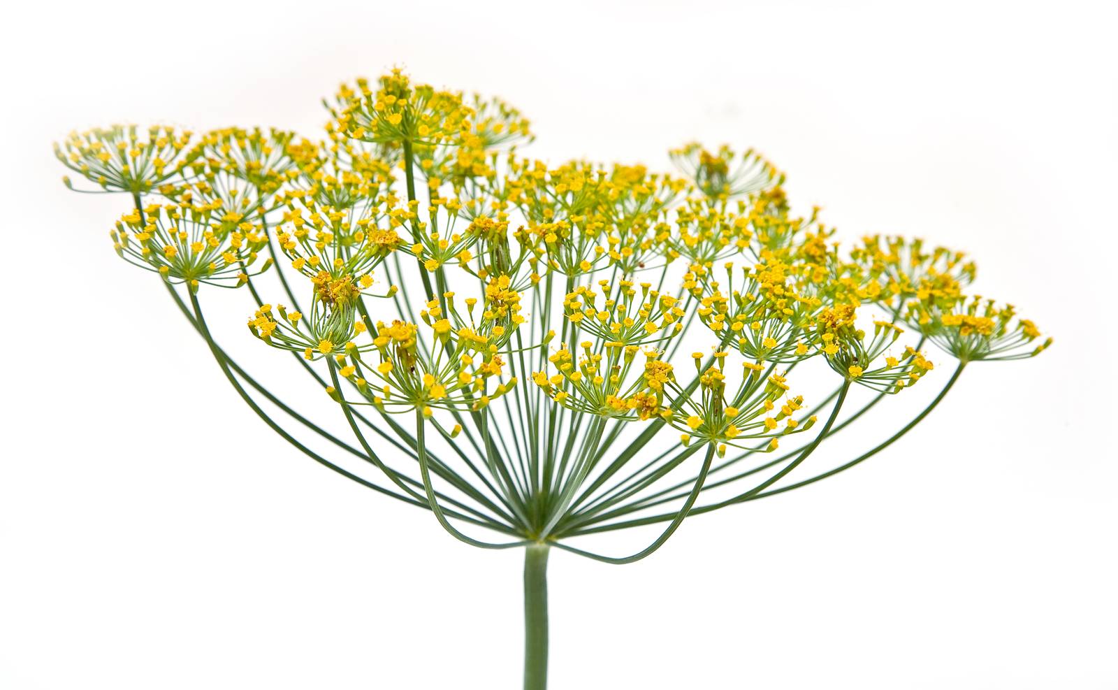 L'infiorescenza dell'aneto (foto) ha una tipica forma a ombrello, formata da tantissimi fiorellini gialli.