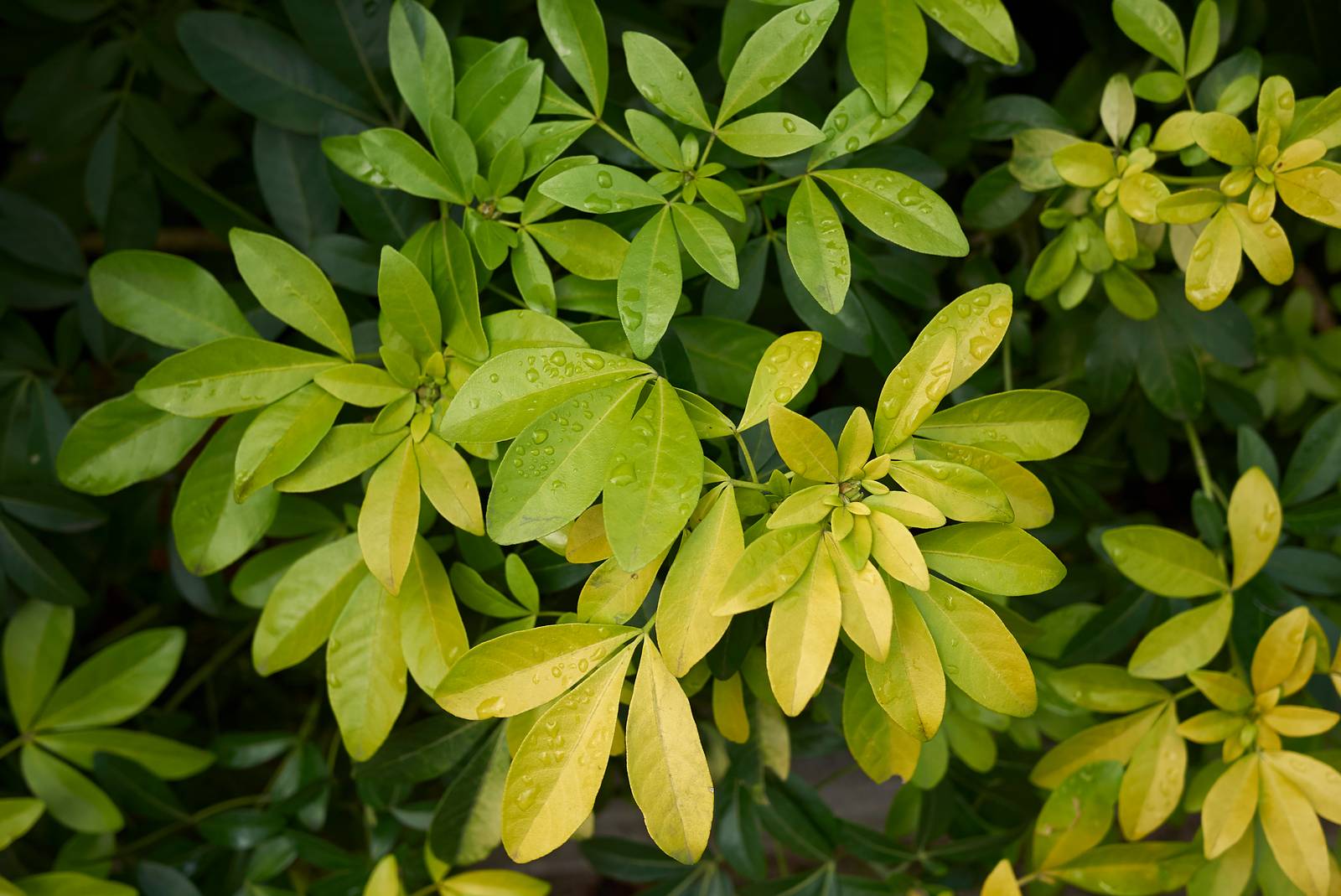 Come si vede in foto, le foglioline di choisya hanno un bel colore verde, sono obovate e lunghe 4-8 cm.