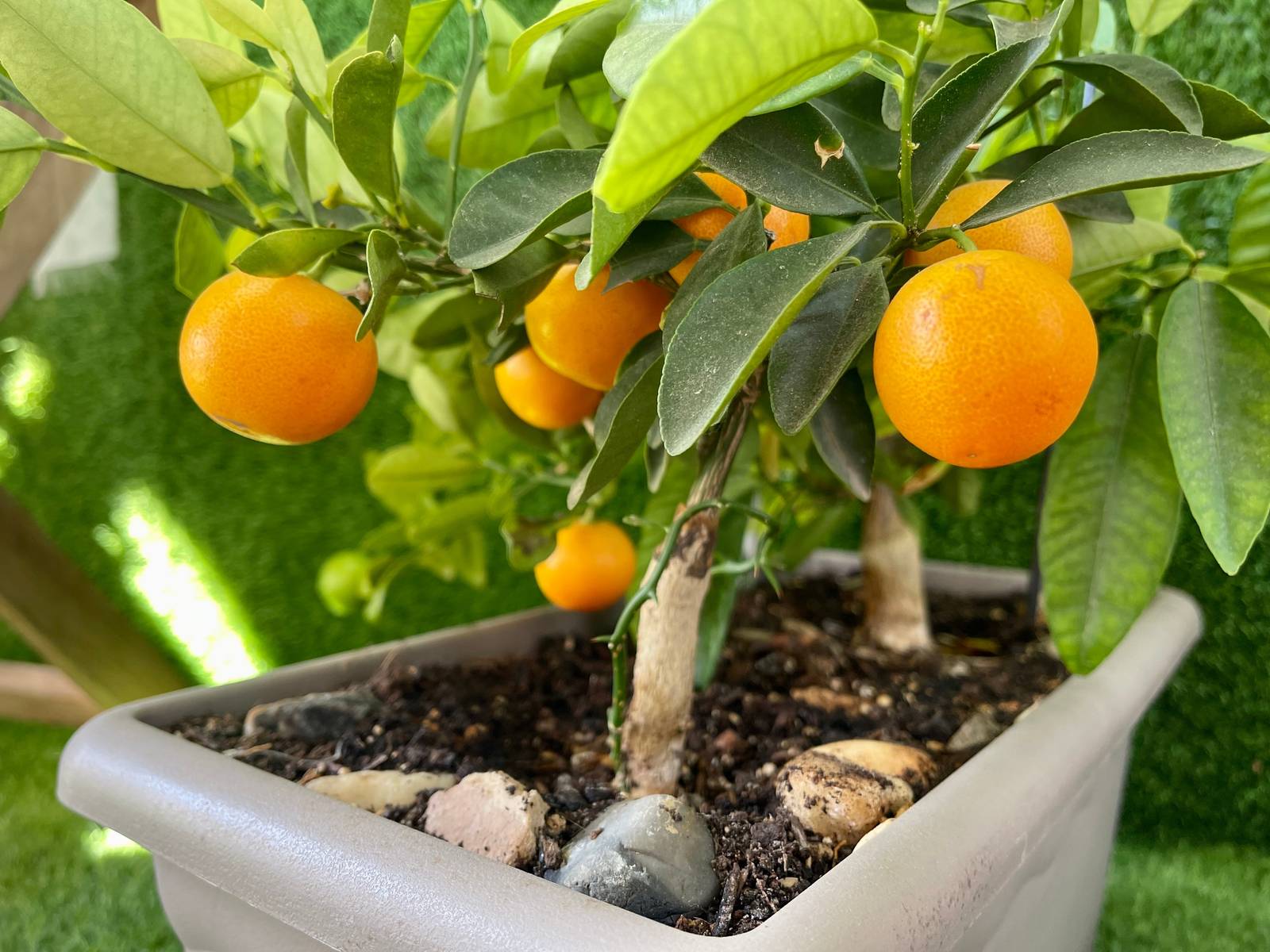 L'arancio vuole un'esposizione diretta e luminosa ma non tollera il gelo. L'arancio vuole un'esposizione diretta e luminosa ma non tollera il gelo.