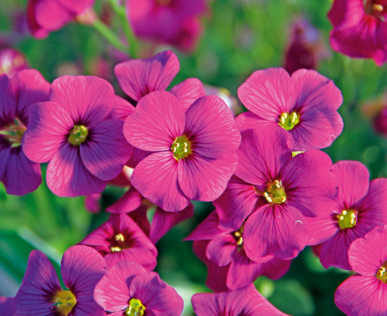 Aubretia o aubrezia - Cose di Casa