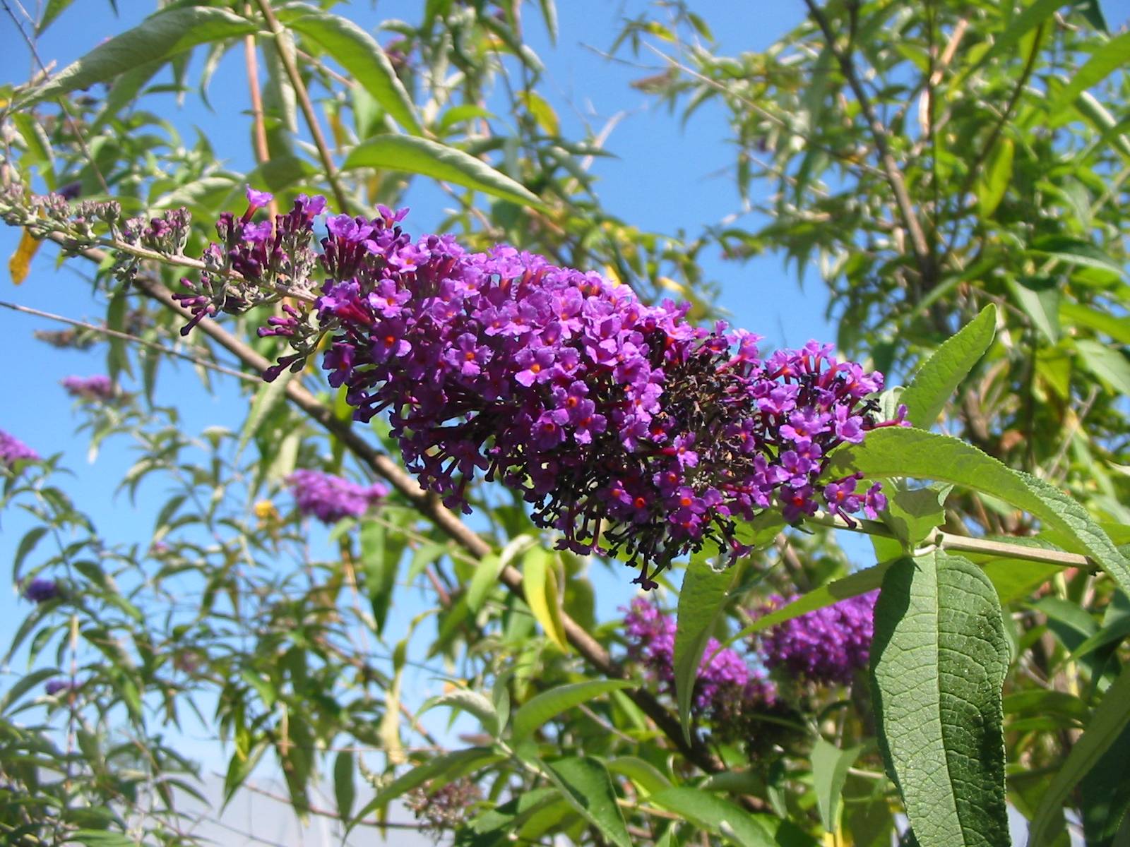 Le infiorescenze della buddleja hanno una tipica forma a pannocchia, come si può ben vedere nella foto. Le infiorescenze della buddleja hanno una tipica forma a pannocchia, come si può ben vedere nella foto.