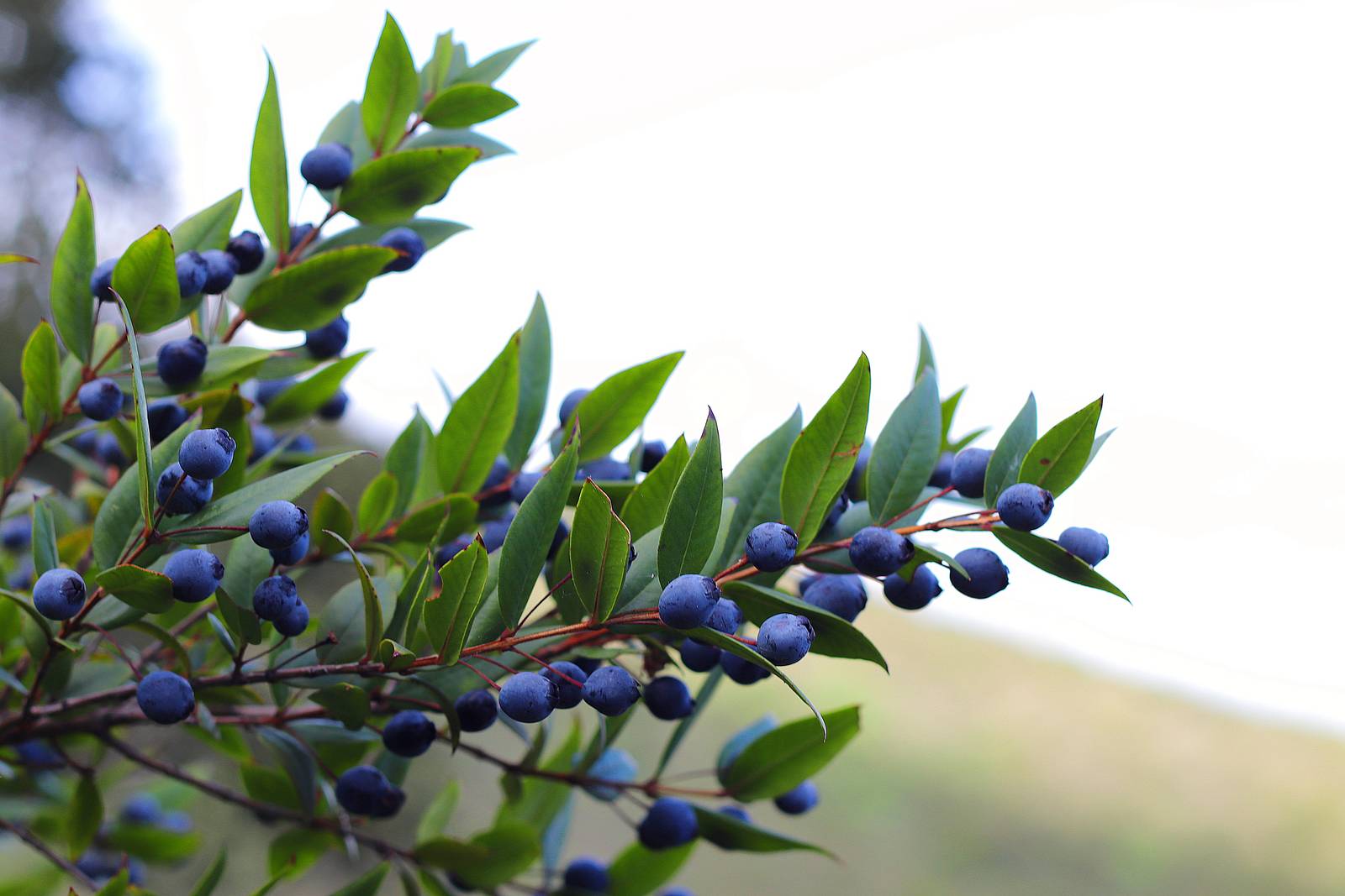 Le bacche di mirto, di colore nero-bluastro, sono alla base della produzione del celeberrimo liquore. Le bacche di mirto, di colore nero-bluastro, sono alla base della produzione del celeberrimo liquore.