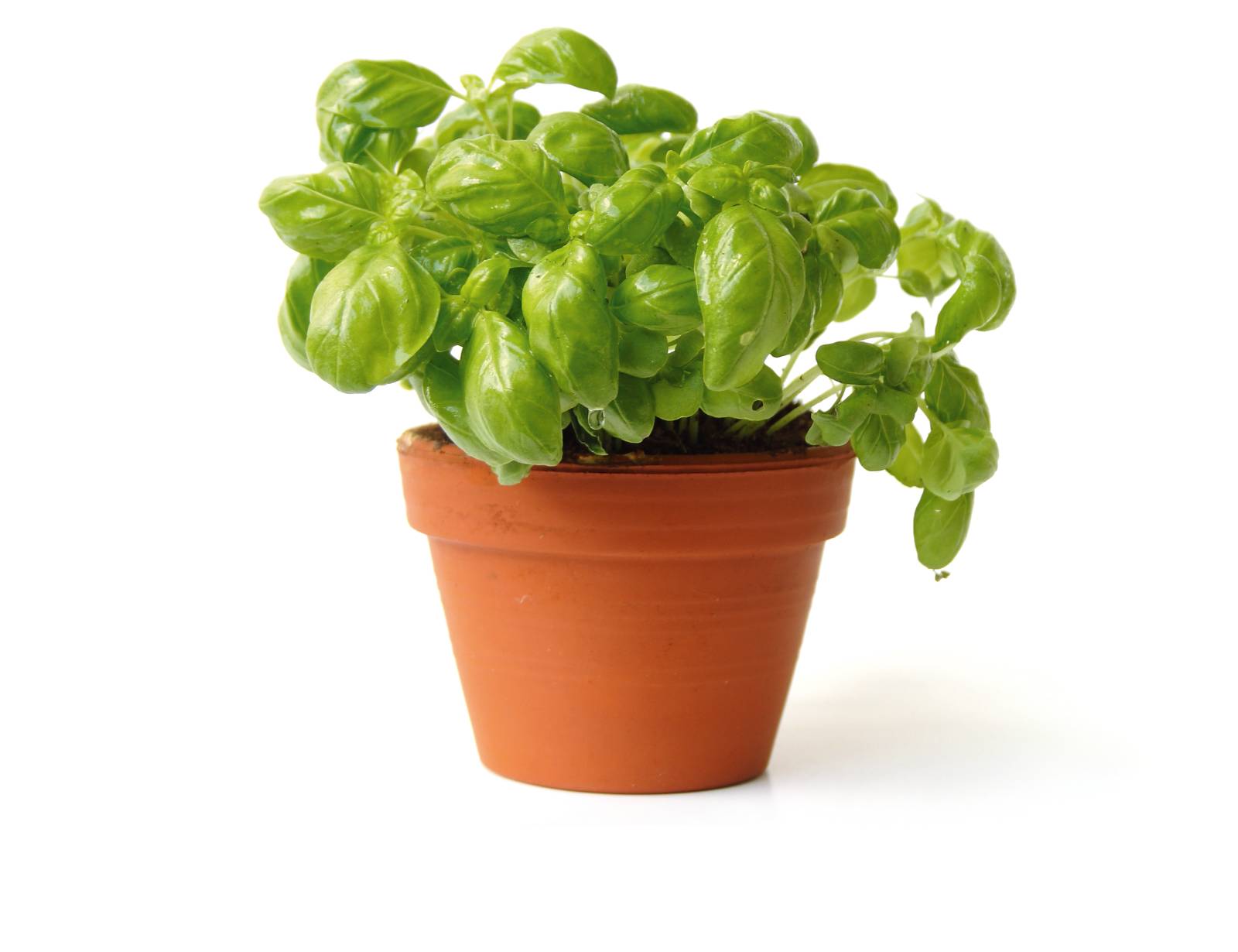 Il basilico è una piantina aromatica che si coltiva bene anche in vaso.