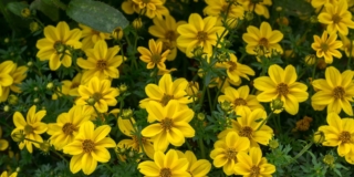 Bidens o forbicina