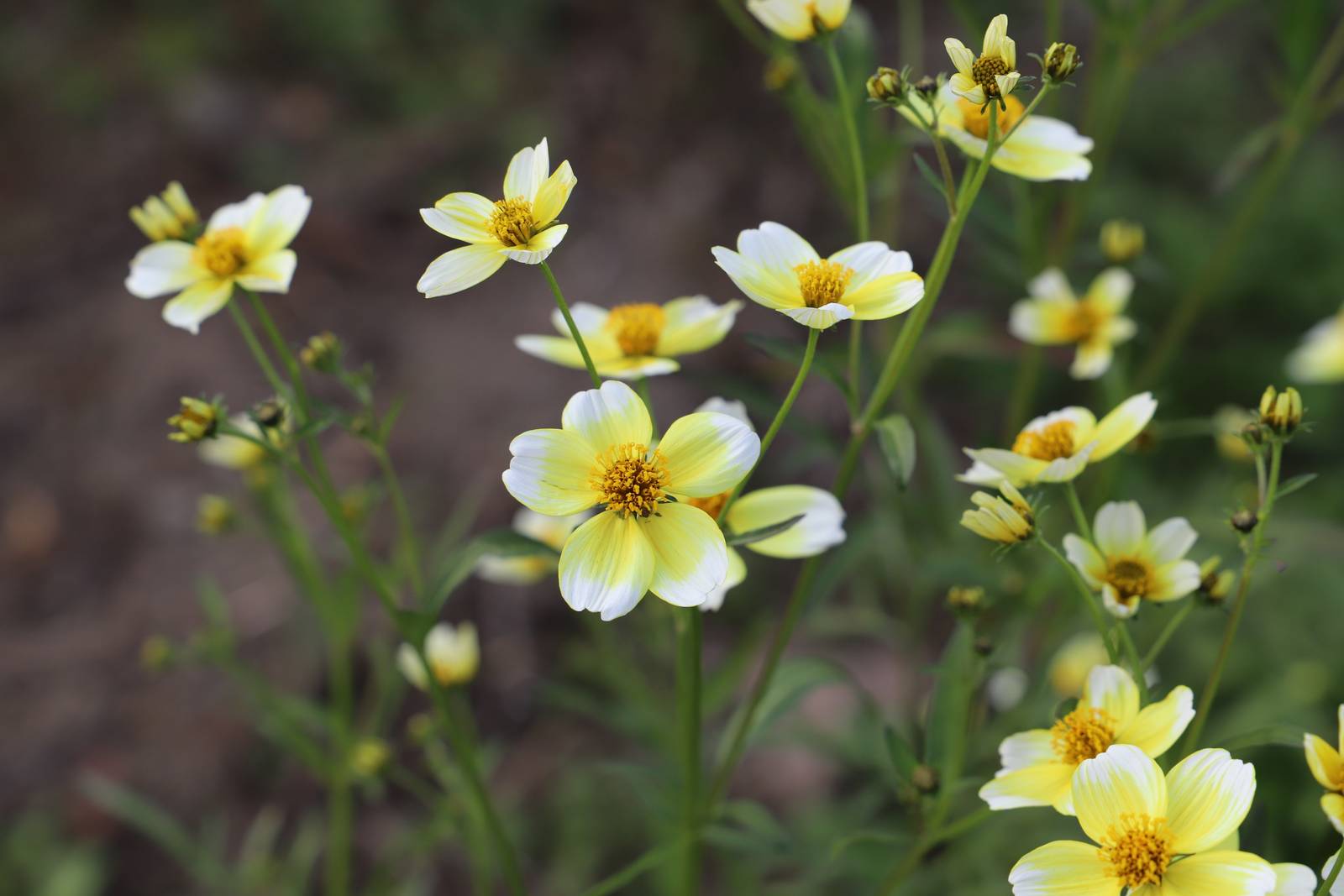 Il bidens è una pianta molto versatile, che può essere coltivata in vaso o in piena terra, perfetta per decorare tanto i terrazzi, quanto i giardini.