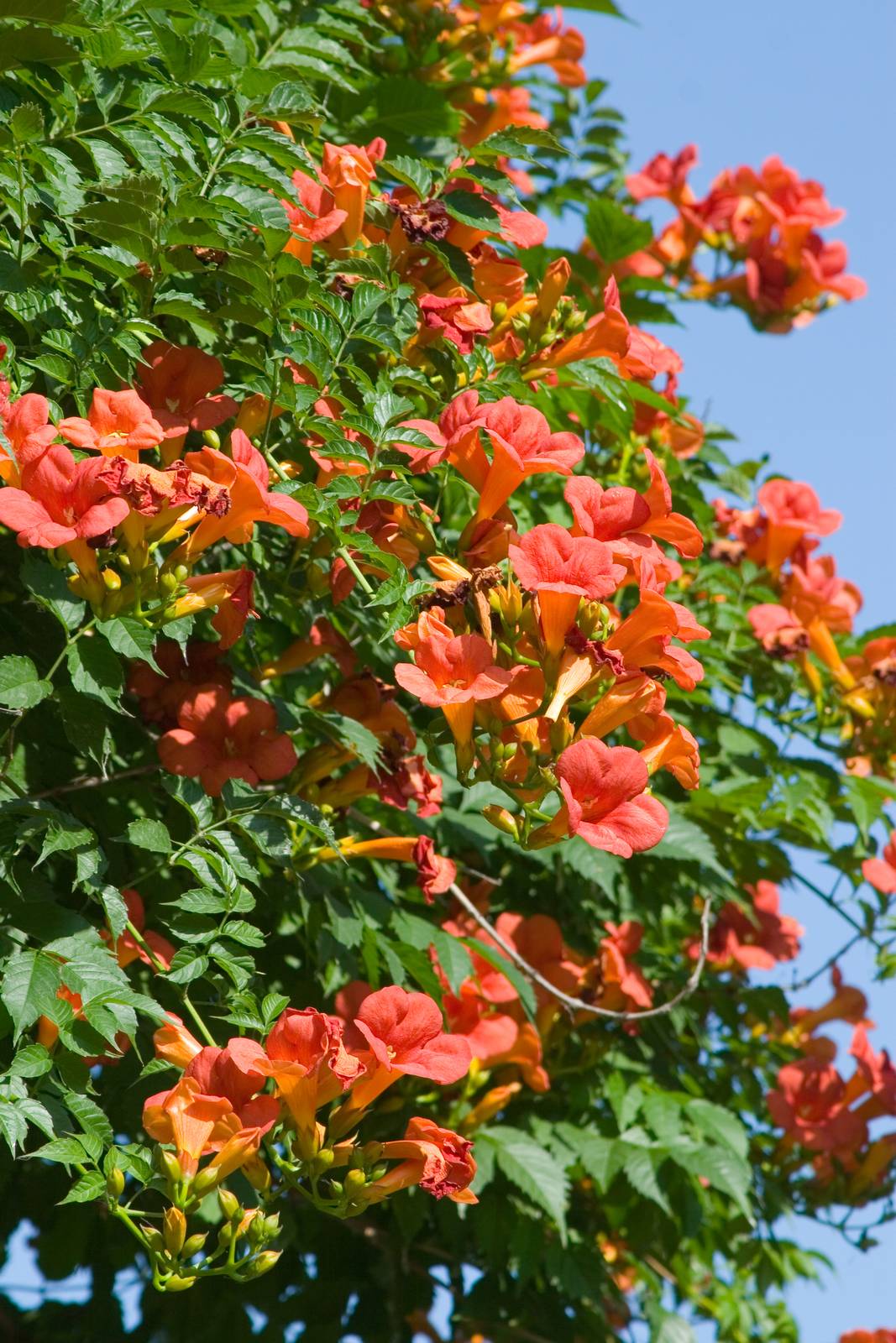 Pergolati, recinzioni e muri da coprire sono i luoghi ideali presso cui piantare e far crescere la bignonia. Pergolati, recinzioni e muri da coprire sono i luoghi ideali presso cui piantare e far crescere la bignonia.