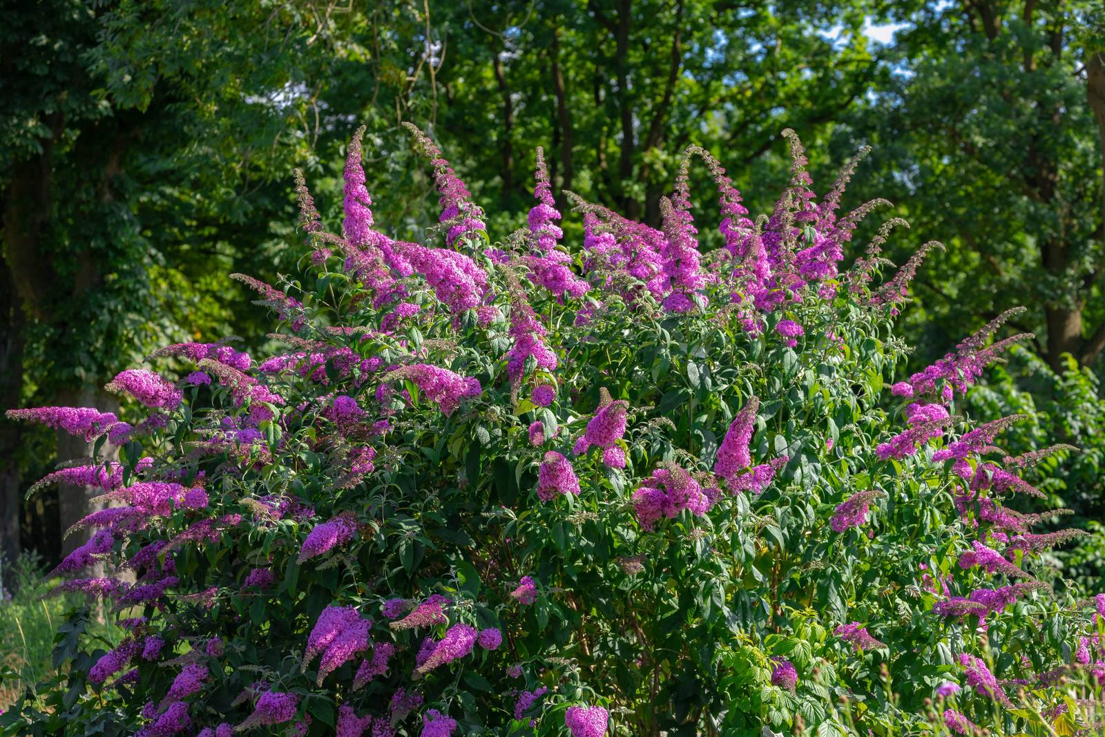 La buddleja forma cespugli molto vigorosi di forma globosa. La buddleja forma cespugli molto vigorosi di forma globosa.