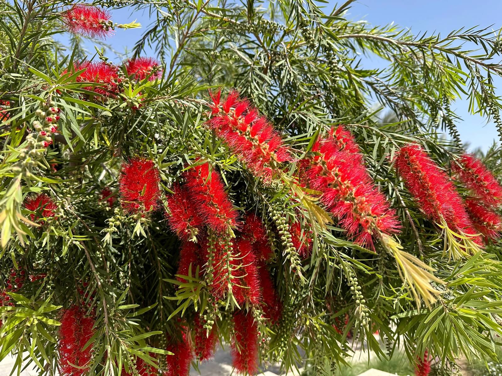 Il callistemon viene spesso allevato come un piccolo alberello dalla chioma semi-globosa. Il callistemon viene spesso allevato come un piccolo alberello dalla chioma semi-globosa.