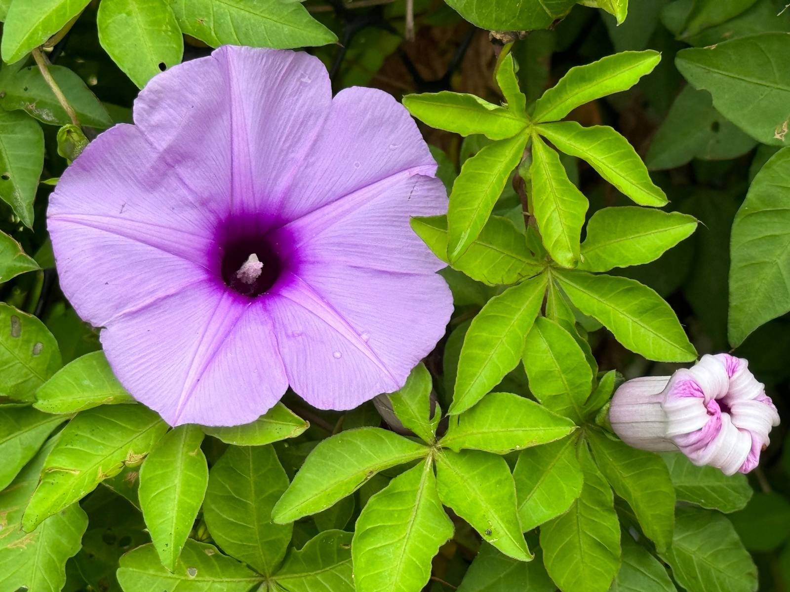 I fiori di campanella hanno una tipica forma a imbuto e presentano solitamente un colore violetto o blu-azzurro. I fiori di campanella hanno una tipica forma a imbuto e presentano solitamente un colore violetto o blu-azzurro.
