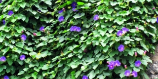 Campanella o ipomea