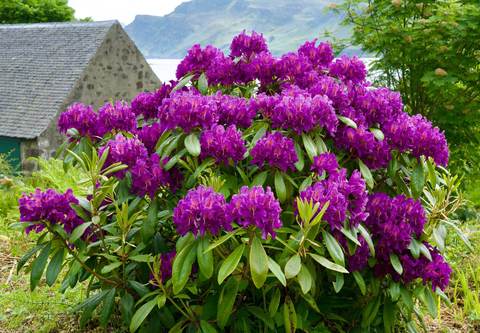 Il rododendro cresce spontaneamente nelle regioni fresche e montuose di Asia ed Europa.