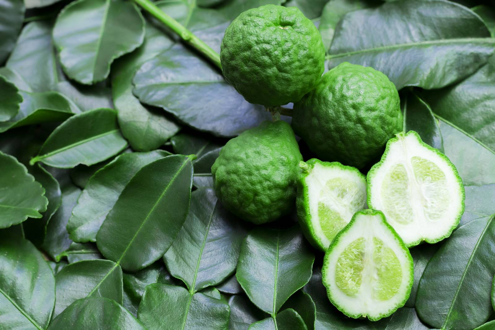 La combava è un agrume dal gusto pungente e leggermente piccante.