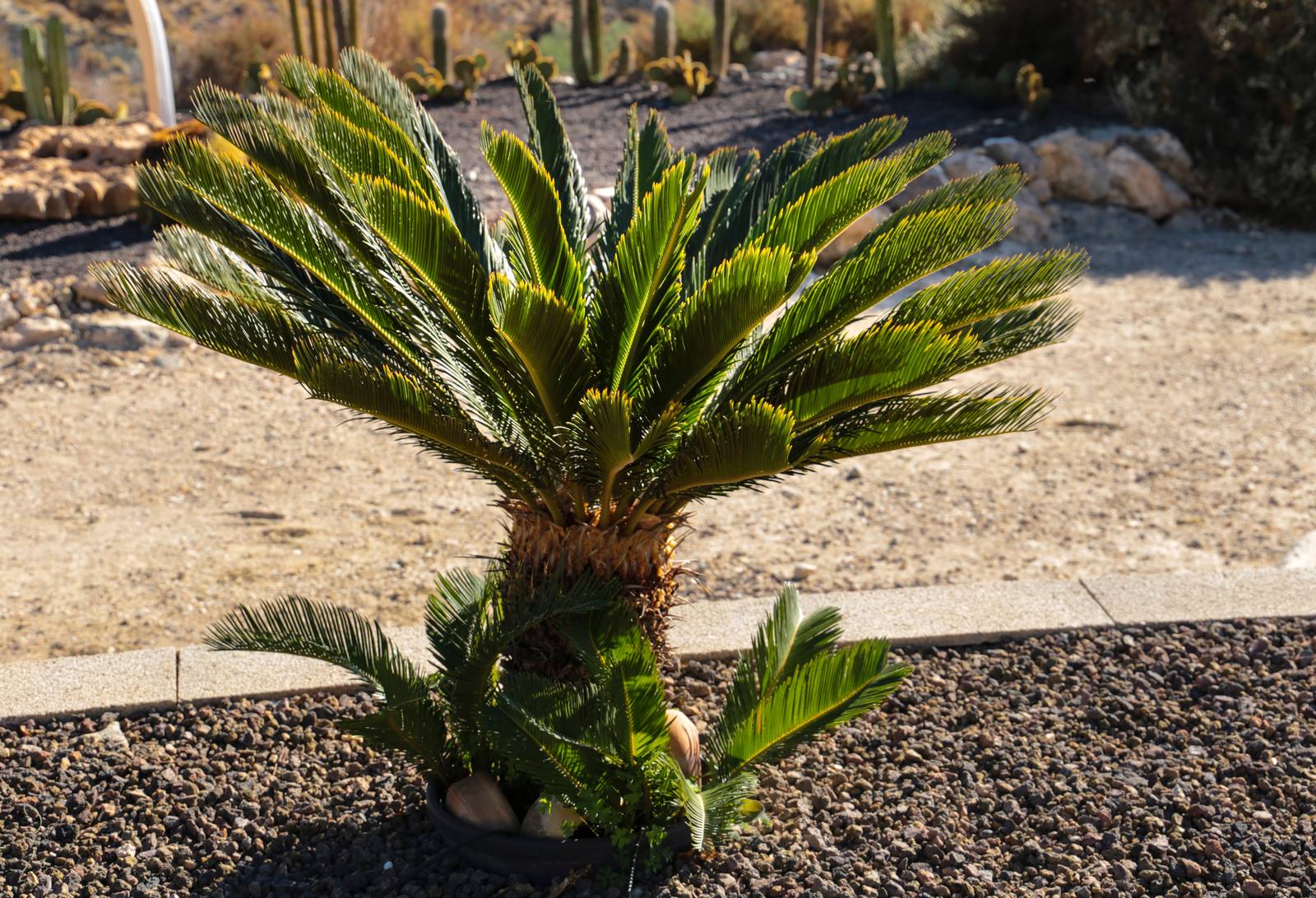 Cycas è pianta rustica, dall'aspetto coriaceo e resistente.