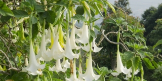 Datura o trombe degli angeli