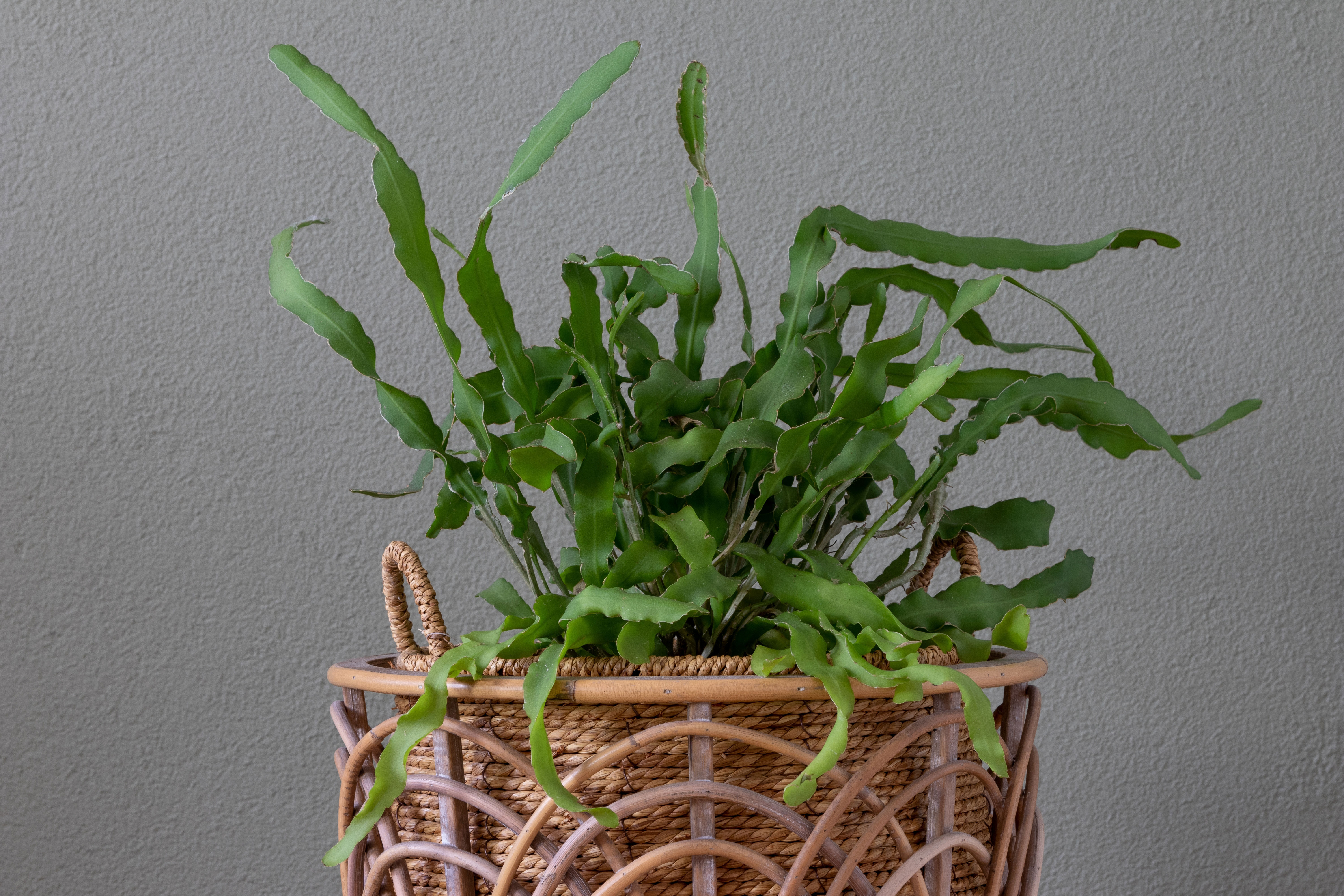 Epiphyllum guatemalense è una varietà molto eccentrica, per via della chioma ondulata e arricciata. Epiphyllum guatemalense è una varietà molto eccentrica, per via della chioma ondulata e arricciata.